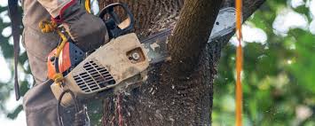 Best Tree Health Inspection  in Wayland, MI