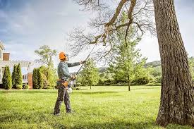 Best Tree Preservation Services  in Wayland, MI