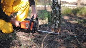 Best Emergency Tree Removal  in Wayland, MI