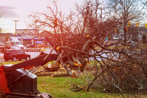 Best Seasonal Cleanup (Spring/Fall)  in Wayland, MI